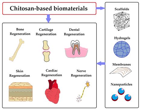  Chitosan: Vật liệu sinh học đa năng cho ứng dụng y tế và nông nghiệp!