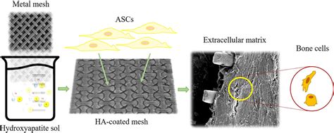  Hydroxyapatite: Biocompatible Wonder Material for Bone Regeneration and Dental Implants!